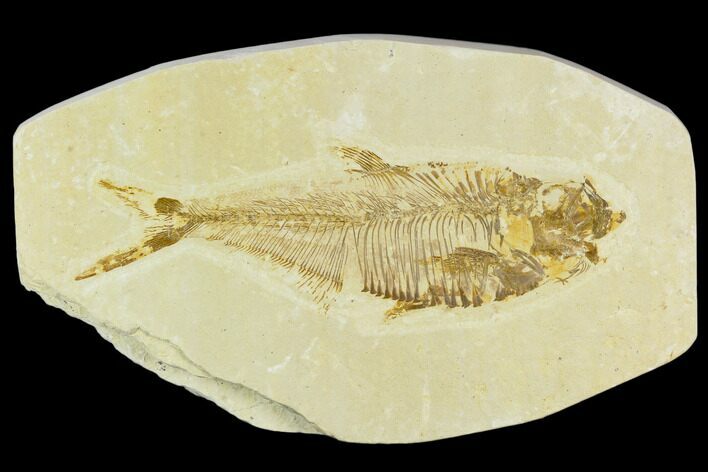 Bargain, Fossil Fish (Diplomystus) - Green River Formation #120687